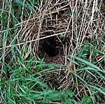 water vole nest identified during the national species survey at Shepreth Wildlife Park