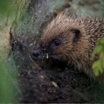 image of a UK common hedgehog at Shepreth Wildlife Conservation Charity Hedgehog Hospital