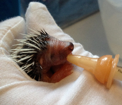 a baby hedgehog being hand fed