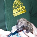 a baby hedgehog been fed