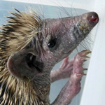 a hedgehog in need of care